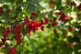 Domowe nawozy Tak nawożą porzeczki w lubelskim. Dzięki temu krzaczki uginają się od owoców. Rolnic…