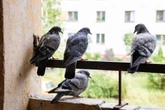 Gołębie się nie zbliżą Sąsiadka powiesiła na balkonie. Ptaki omijają go szerokim łukiem. W bloku tylko ona ma spokój i czystą posadzkę. Sposób na odstraszenie ptaków