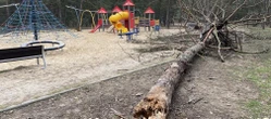 Niebezpiecznie! Drzewo runęło na plac zabaw! Rodzice w szoku
