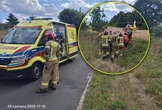 Tragiczny wypadek Wjechał w dwie kobiety, gdy podlewały kwiaty. Pijacki rajd zakończył się tragedią