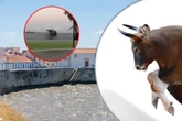 Zobacz wideo Byk rzucił się na ludzi na ulicy! Wideo pokazuje dramatyczne chwile
