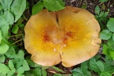 PRAWDZIWY GIGANT Leśny olbrzym w Ogrodzie Botanicznym. Ten grzyb to prawdziwy unikat