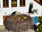 Bociany szykują się do odlotu Koniec lata? Bociany odlatują wcześniej!