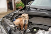 auto Kuna tego nie znosi. Włóż kilka pod maskę samochodu, a pozbędziesz się problemu. Domowy sposób na kuny