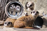 PODBIJAJĄ SERCA Surykatki w warszawskim ZOO oszalały ze szczęścia! To trzeba zobaczyć!