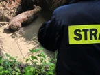 Niecodzienna interwencja Cielak wpadł do głębokiego wykopu. Na pomoc ruszyli strażacy