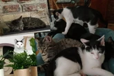 KOTY Z MIEJSKIEJ DŻUNGLI Tramwajowe kocięta szukają domu. Fabryka Mruczenia, Duńczyk i Houdini vel Mały Cwaniak polecają się do adopcji