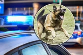 Dramat! Dwa psy zagryzły Kajtka na oczach właścicielki! Szokująca relacja