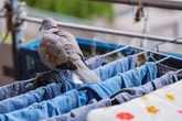 Namolne ptactwo Przemyj tym podłogę na balkonie, a gołębie się do niego nie zbliżą. Zapach działa na…