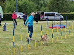 emocji nie brakowało! Zawody Agility w Myślęcinku. Psy walczyły o tytuł najzwinniejszego!
