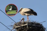 Jest piękny! Kajtek to prawdziwy "król podwórka". Lubi drobiowe szyjki i... parówki! Piękny bocia…