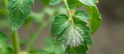 Choroby roślin Odkąd poznałam przepis na domowy spray na mączniaka w pomidorach to moje krzaczki wo…
