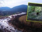 Zobaczcie film! Co za niecodzienny widok! Fotopułapka uchwyciła niedźwiedzia w kąpieli. Nagranie jes…