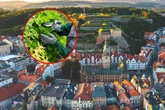Wypadek w pracy Makabryczna śmierć 43-letniej pracownicy. Zginęła, dbając o zieleń miejską! Tak dosz…