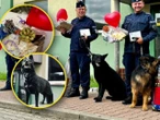 Czworonożni policjanci Wiernie służyły przez 10 lat. Kałam, Lejmur i Karzeł odeszły na zasłużoną emeryturę