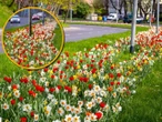 Jest pięknie! Co za widok! Wiosenna "rzeka kwiatów" zachwyca mieszkańców
