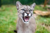 Horror na wycieczce Puma zaatakowała 4-latka! Ojciec zachował się jak bohater