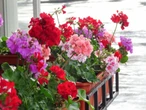 Kwiaty balkonowe Zmarniałe pelargonie odzyskują wigor. Francuscy ogrodnicy mają sposób na ożywienie kwiatów, by kwitły jeszcze długo po zakończeniu lata. Domowy nawóz do pelargonii