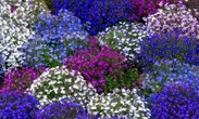 Dom i ogród Kwiaty idealne na balkon i do ogrodu. Lobelia obficie kwitnie i tworzy piękne kompoz…