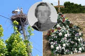 SERCE PĘKA Pan Czesław zginął ratując ukochanego boćka. Posypały się iskry, runął z drabiny!