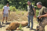 Seria ataków lwów na świecie! Lew uciekł z zoo i zaatakował człowieka! W kurorcie pełno Polaków