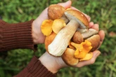 Sezon na grzyby Zmiel w mikserze i dodaj drożdże. Ten domowy przepis sprawi, że borowiki wyrosną w Twoim ogrodzie! Banalny przepis na domową grzybnię. Już nikt nie podkradnie Ci grzybów
