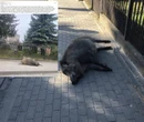 AFRYKAŃSKI POMÓR ŚWIŃ Zwłoki dzika rozkładały się na chodniku przez ponad dobę. "Smród niemiłosierny". Mie…