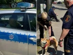 SPRAWCĘ ZATRZYMANO Piknik w Warszawie zamienił się w koszmar. „Za budynkiem mężczyzna bije kobietę”
