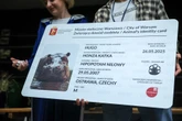 WIELKIE ŚWIĘTOWANIE Hugo z zoo baluje! Hipopotam z Warszawy ma 18 lat i dowód osobisty