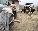 Ulubieniec mieszkańców powrócił Bocian wrócił na ukochaną wieś. Czekali całą zimę