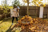 Ogród na jesień Chwytaj za grabie i działaj. Jesienne grabienie liści uratuje Twoje rośliny na wiosnę. Jak grabić jesienią?