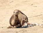 wiadomości Kolejne narodziny w gdańskim ZOO w tym roku. Na świat przyszedł mały wielbłąd jednog…