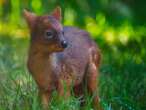 NOWE ŻYCIE W ZOO W zoo w Warszawie urodził się drugi najmniejszy jeleń świata! Pomóż wybrać mu imię