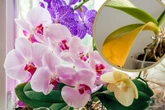 Kwiaty doniczkowe Włóż szyszkę do doniczki ze storczykiem. Uratujesz marniejącą orchideę i jeszcze w tym miesiącu zobaczysz nowe pąki. Ratunkowa pielęgnacja storczyków