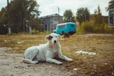 Co tam się dzieje? Zmutowane psy w Czarnobylu? Nie uwierzysz, jaki mają kolor