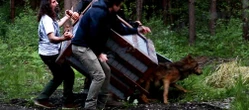 Rozjechany wilk odzyskał zdrowie i wrócił na wolność [GALERIA]