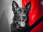 Odszedł na wieczną służbę Wielki smutek w policji. Choroba zabrała Brutusa. Służył przez prawie 10 lat
