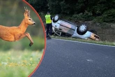 Fatalny wypadek! Sarna wyskoczyła przed ich auto. Dachowali i wylądowali w rowie! W środku troje malutkich dzieci [ZDJĘCIA]