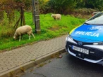 Co one tam robiły? Policjanci pomogli zagubionym owieczkom. Nietypowa interwencja drogówki