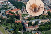 Warto wiedzieć Afrykańskie kleszcze w Polsce. Gdzie występują i dlaczego są tak groźne?