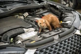 auto Skąd wiadomo, że kuna przegryzła kable w aucie? Te objawy to znak, że trzeba zajrzeć pod maskę. Sposoby na odstraszenie kuny