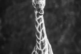 "Będziemy za Tobą tęsknić" Żałoba we wrocławskim zoo. Odeszła Nala. Historia żyrafy, która skradła serca