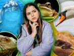 Sprawdź się! Quiz. Ptak czy ssak? A może jednak owad? Sprawdź czy uważałeś na lekcjach biologii