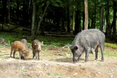 Poleje się krew Masowy odstrzał dzików w Warszawie. Klamka zapadła, zginą setki