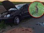 To mogło się źle skończyć! Na drogę nagle wybiegł zając. Volkswagen z 20-latką dachował na poboczu