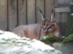 Mały karakal urodził się w poznańskim ZOO. Nic słodszego dziś nie zobaczycie! [WIDEO]