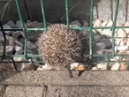 STRAŻ POŻARNA NA MIEJSCU Wielka akcja z małym jeżem. Maluch utknął pomiędzy prętami ogrodzenia