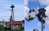 Ulubieniec Krutyni w tarapatach Deszcz zniszczył bociani dom. Krutek nie został bez pomocy