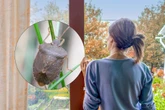 Fuj! Jesienią wlatują do domów, ale nie wolno ich dotykać! Mogą być utrapieniem nie tylko dla alergików