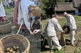 Wykopki Tradycyjne wykopki w Muzeum Wsi Lubelskiej. Tak kiedyś zbierano ziemniaki
